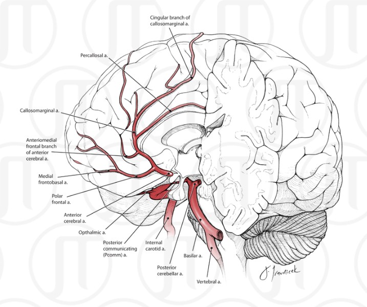 General Arterial Supply For The Brain Jtsciencevisuals General Arterial Supply For The Brain Jtsciencevisuals