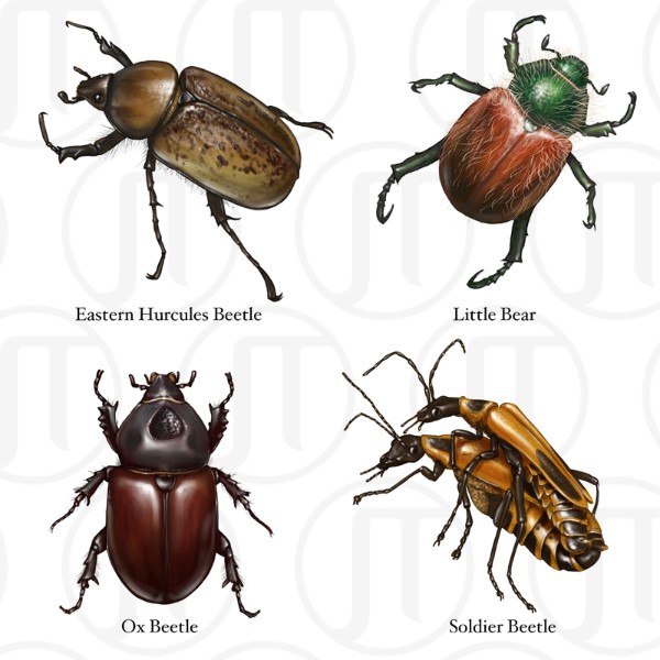 Beetles of North America