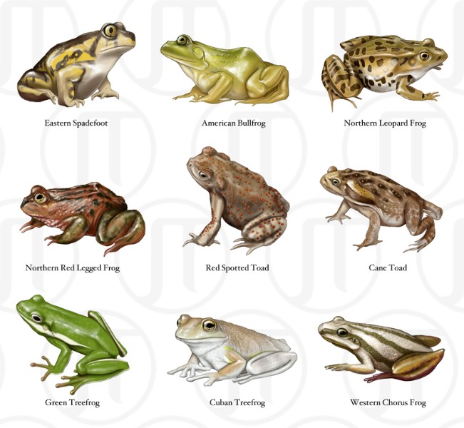 Frogs of North America